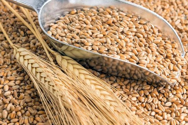 Пшеница в Щелково