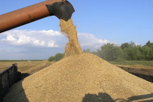 пшеница в Щелково