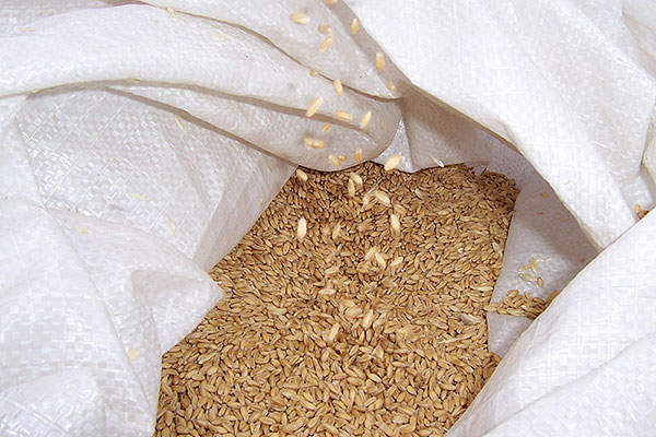 Пшеница в Щелково