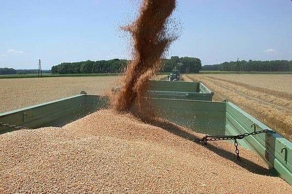 пшеница в Щелково