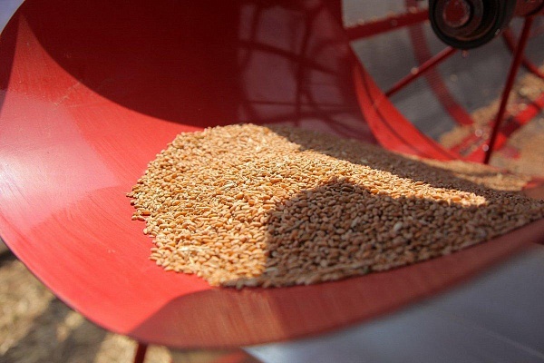 Очистка урожая пшеницы в Щелково