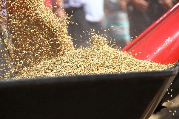 Очистка урожая пшеницы в Щелково