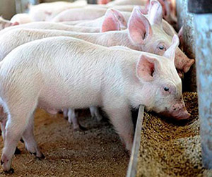 Пшеница для скота и свиней в Ивантеевке