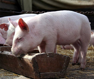 Пшеница для скота и свиней.