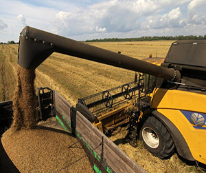 Пшеница в Ивантеевке