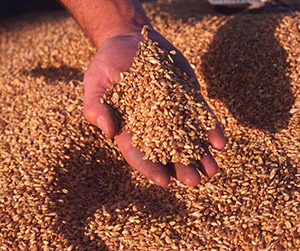 пшеница в Ивантеевке