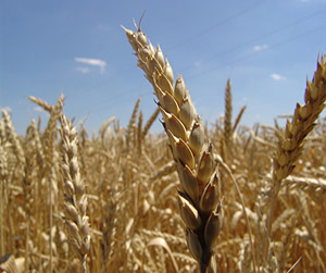 пшеница в Ивантеевке