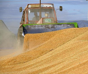 пшеница в Ивантеевке