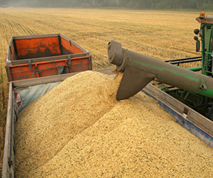 пшеница в Ивантеевке