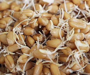 пшеница в Ивантеевке