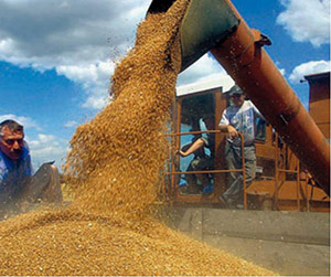 пшеница в Ивантеевке