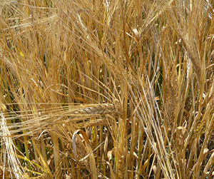 пшеница в Ивантеевке