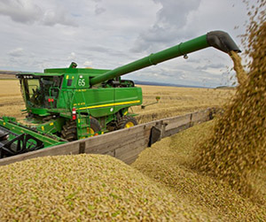 пшеница в Ивантеевке