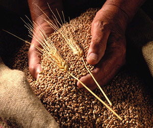 пшеница в Ивантеевке