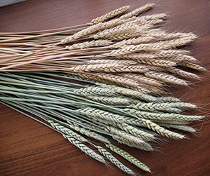 пшеница в Ивантеевке