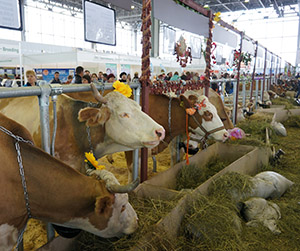 ﻿
кормление крупного рогатого скота пшеницей без возникновения ацидоза в Ивантеевке