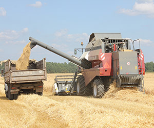 пшеница в Ивантеевке