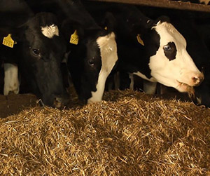 кормление крупного рогатого скота пшеницей в Ивантеевке