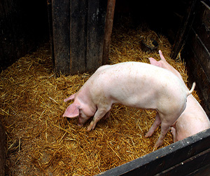 пшеница в Ивантеевке