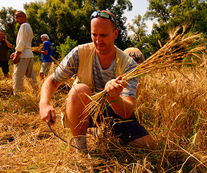 пшеница в Ивантеевке