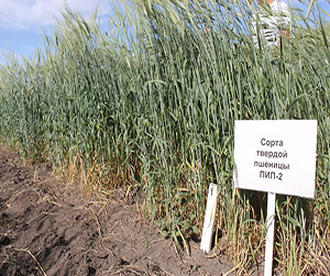 пшеница в Ивантеевке