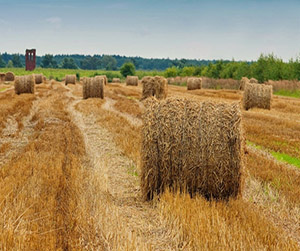 Пшеница в Ивантеевке