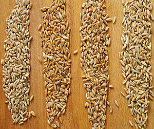 пшеница в Ивантеевке