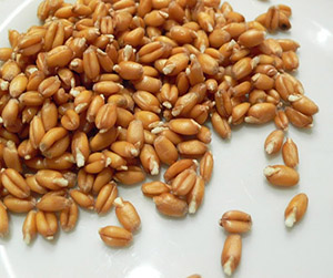 кПитательность корма на основе пшеницы в Ивантеевке