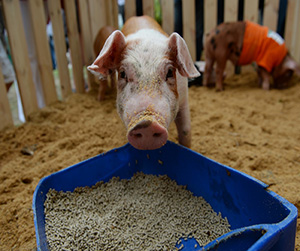 пшеница в кормлении животных и птиц