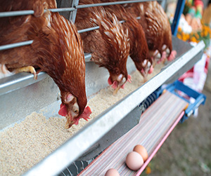 пшеница в кормлении животных и птиц