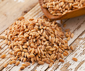 ГОСТ и технические условия на кормовую пшеницу в Пушкино