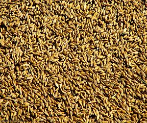 спрос на кормовую пшеницу в Пушкино