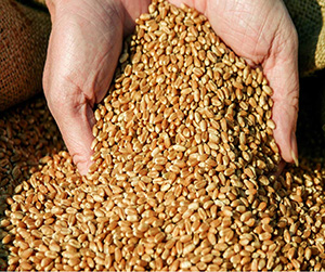 спрос на кормовую пшеницу в Пушкино