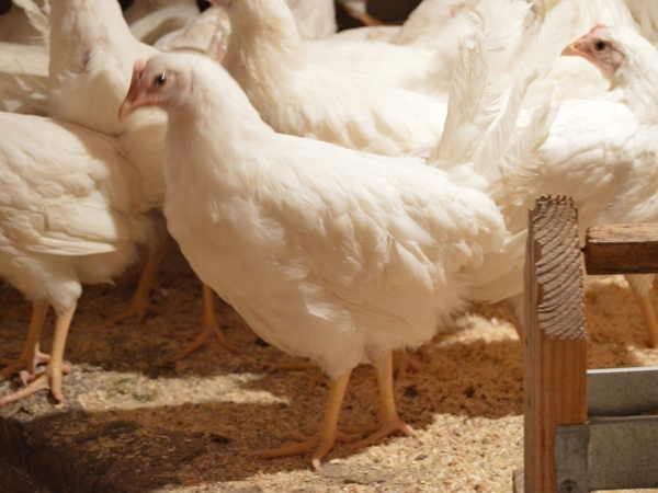 Молодки белые хайсекс