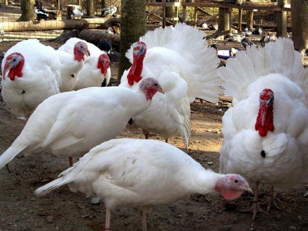 Индейка хайбрид конвектор Канада