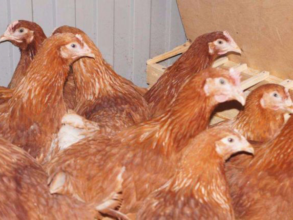 Молодки рыжие Ломан браун