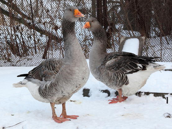 Гусь серый крупный