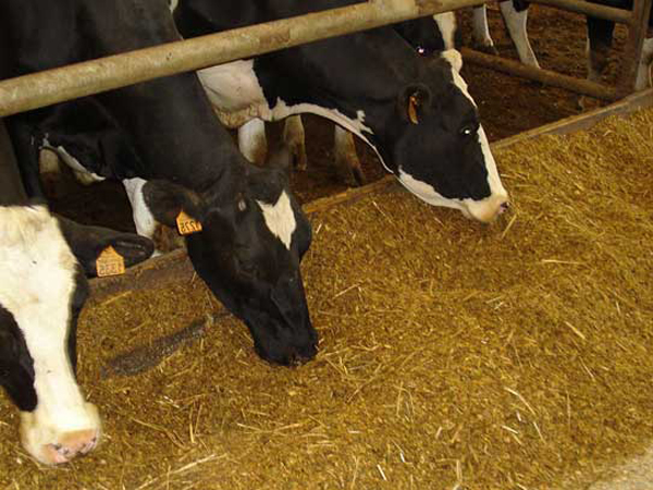 Питание с/х животных в Пушкино