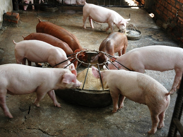 Питание с/х животных в Пушкино