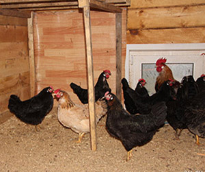 куры-несушки