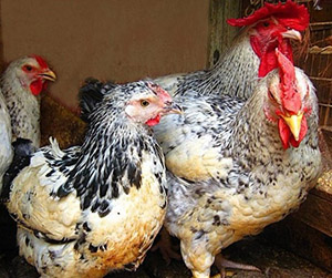 купить кур-несушук в Пушкино