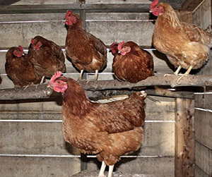 куры несушки в Пушкино