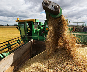 >Заготовки зерновых культур в Щелково