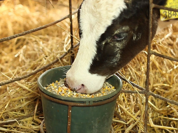 Виды комбинированных кормов для животных