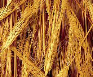 Ячмень в Пушкино