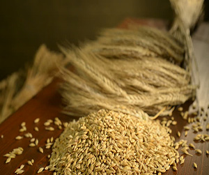 Ячмень в Ивантеевке