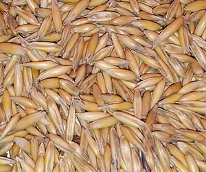 Ячмень в Мытищах