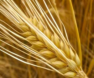 Ячмень в Мытищах