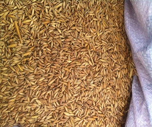 ячмень в Щелково