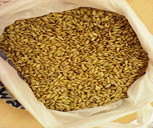 ячмень в Щелково